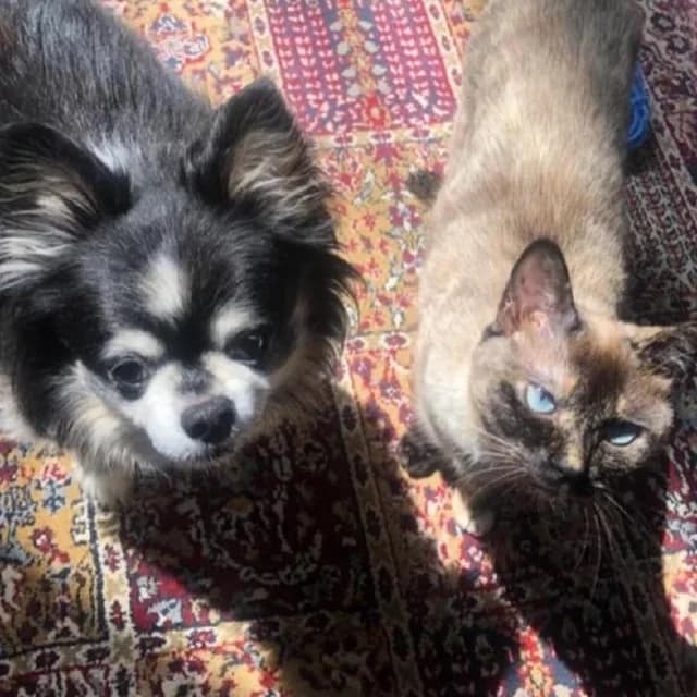 A client cat and dog sitting together at home